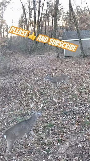Dominant Giant Buck Confronts Rival | Two Massive Racked Bucks in Fall Field! #shorts