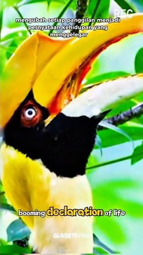 "The Sky King with a Golden Crown — Unique Facts About the Great Hornbill"