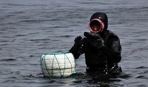 Livelihoods of South Korea's "sea women" threatened by climate change