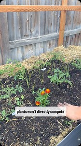 1.2K views · 507 reactions | Comment TOMATO for more information...