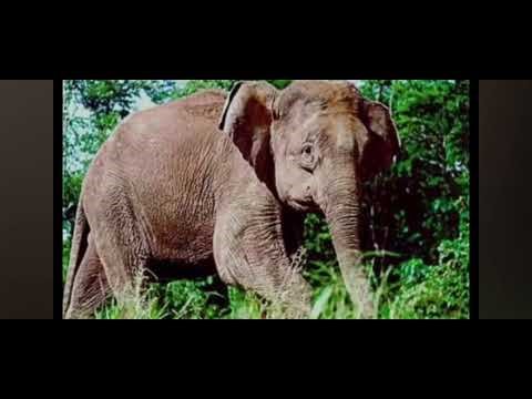 Pygmy elephant sound effects