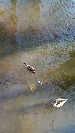 In deze video geniet je van water en eenden :):) #calm #asmr #cute