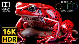 【16K杜比视界】你的设备能显示几成画质？16K杜比视界下的野性美学｜截屏秒变壁纸级神图📱”