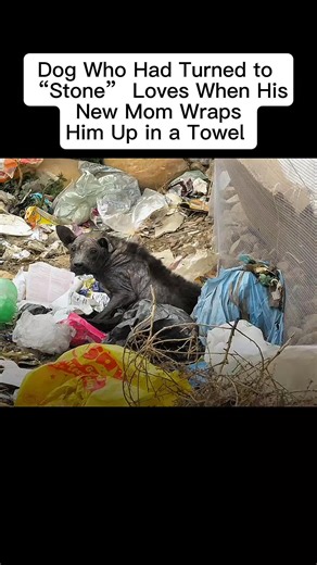 #thedodo #thedodousaa #animalrescue #animals #animal