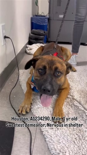 1.6K views · 52 reactions | Urgent! "I met this sweet soul on...