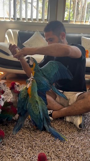 So cute! 🥰🥰🥰🥰🥰 Check out these adorable hand-raised baby birds! 🐣🐥 From the vibrant Catalina macaw to the stunning scarlet macaw, the playful blue and gold macaw, the charming green-winged macaw, and the delightful black lory, each one is a bundle of joy! ❤️ These little feathered friends are not just cute; they’re full of personality and love! Watching them grow and learn is such a rewarding experience. If you’re a bird lover or just appreciate the beauty of nature, these babies will sur