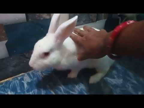 Rabbit bath time #🌧🌦🚿