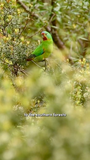 Swift parrots are settling in our Tasmanian forests to breed and raise the next generation of this critically endangered species. Forestry Tasmania has been straight on their back and started to log their habitat. Today we took action and logging halted. We will be back to defend their forests and want you to join us. | Bob Brown Foundation