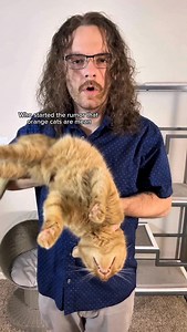 35K views · 8.1K reactions | Angry orange cat is a crazy statement #orangecat #catsofinstagram #orangecatsofinstagram #orangecatbehavior #orangeflavoredcat #cat #catdad #catlovers #orangecatsarethebest #funny | Renus Delph | Facebook
