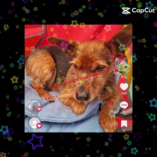 Dog Power (@dog.power68)’s videos with original sound - ★CH3NCE✖