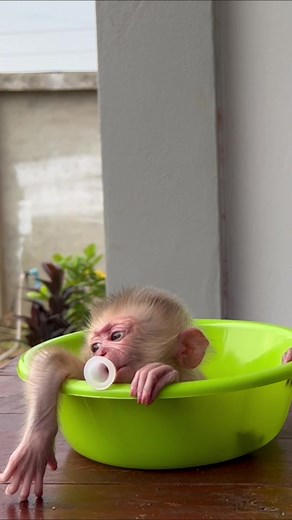 oh my godness,donald look very funny such as he lose everything even a single of money#animals #love #animal #monkeydonald #cute #pet #monkeydluffy #monkey #monkeydonut #babymonkey #lmonkeytiktok