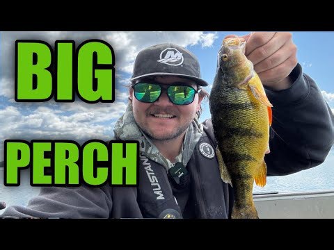 Sight Fishing for Big Yellow Perch ¦ Shallow Water Perch