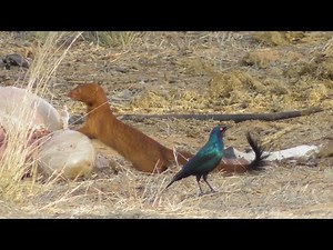 Slender mongoose (Galerella sanguinea) - Kalahari