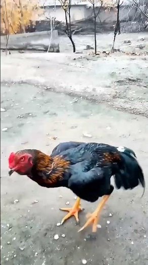 J.Geco - Chicken Song