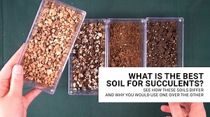 Most succulents die because of this one soil mistake