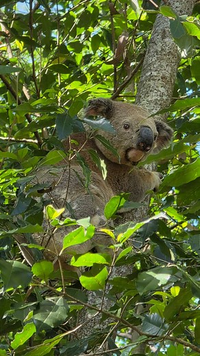 Two koalas hit by one car ‼️ Sometimes bad luck means you’re driving late at night when two male koalas having a wrestling match suddenly spin into the path of your car. That’s what happened on Saturday night on Wyncroft Street in Holland Park, right near the sign that urges drivers to slow down. The couple in the car heard a loud thud, then people in another car stopped to say they’d seen a koala running away. A second koala then ran out from beneath the driver’s vehicle. We’re very grateful to