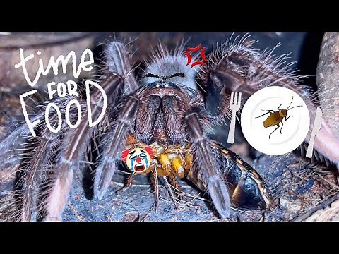 Feeding GOLIATH BIRD EATERS in THE DARK !!! 😈