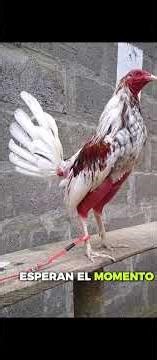 calm rooster stand out to fast rooster🐓