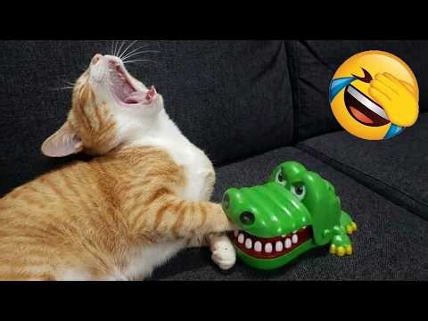 Try Not To Laugh 😅 Funniest Cats and Dogs 😹 Funny Animals 2026 #5