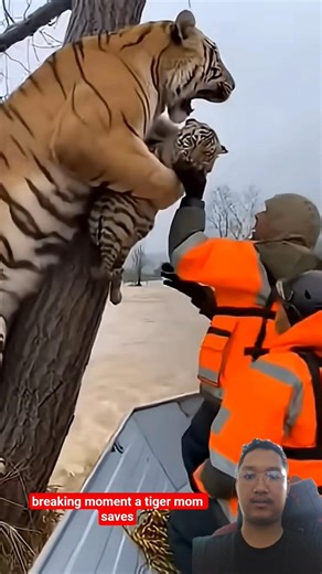 HEARTBREAKING SACRIFICE! Tiger Mom Saves Cub From Raging Flood But Doesn't Make It💔😭 #Tiger #Rescue