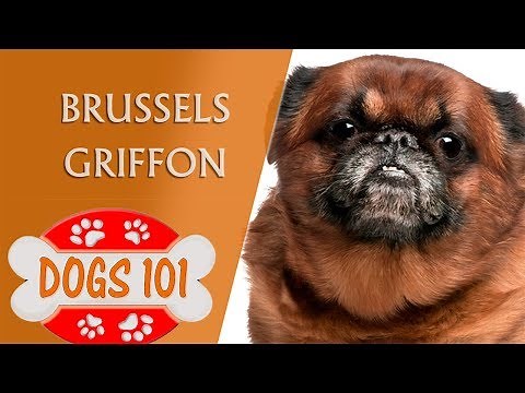 Dogs 101 - BRUSSELS GRIFFON - Top Dog Facts About the BRUSSELS GRIFFON