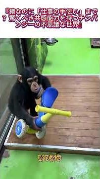 Even Monkeys Can "Help at Work"? The Amazing World of Chimpanzees and Their Incredible Empathy #C...