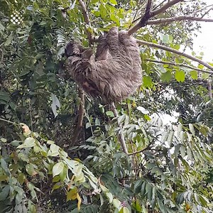 Sloth Gets Rescued After Being Washed Downriver😧 | Newsflare