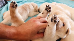 Lazy Puppies Get Their Furst Belly Rubs!! | Life With Labradors