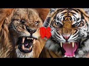 animal face off episode 4 lion vs tiger