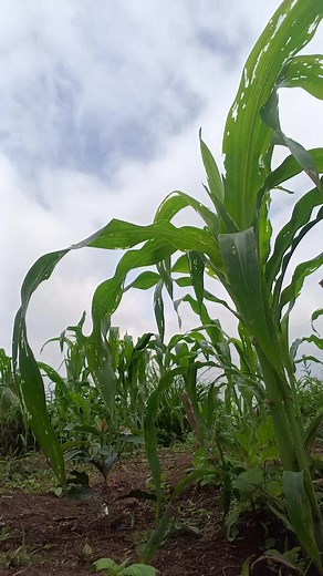 Understanding Corn Plant Growth Stages