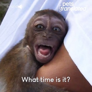 Pets vs Daylight Savings Time!!! | The Pet Collective