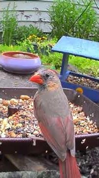 Northern Cardinal