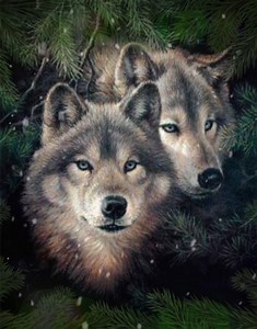 6.4K views · 93 reactions | Winter Wolves. | Pam's Gifs and Videos | Facebook