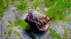 Hermit crab (Clibanarius erythropus), crayfish protrudes from the shell of a mollusk rapana on a stone near the shore in the Black Sea