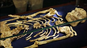 Rare 3.6 Million-Year-Old Skeleton Of Human Ancestor Unveiled