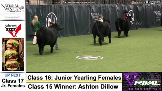 Junior Angus Show - National Western Stock Show 2026 | Ringside Live
