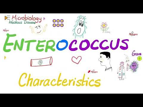Enterococcus (Enterococci) Characterestics and Diseases | Microbiology 🧫
