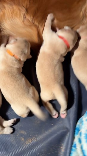 The iPad stopped working that Farmer Mary uses for her Live Feed in the Puppy Maternity Room at Winterpast Farm in Wake Forest NC. She will try starting it up again soon as it recharges. Anyone have an old ipad they dont use she can buy cheap? 🥰🦮Meanwhile here are some pics and video of PUMPKIN PIE and her puppies taken today. A boy earned some volunteer hours to level up in Trail Life (like boy scouts through church). He helped weigh the pups, learned about nursing and helped get some baby ch