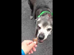 12 Year Old Labrador Pup Dumped At A Shelter As Stray... Needs Your He