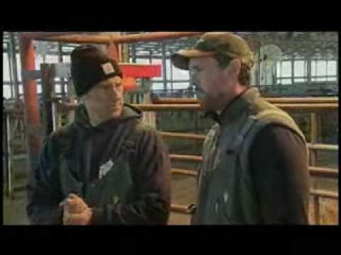 Dirty Jobs-Birthing a Cow