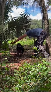 33K views · 852 reactions | Pet piggy PSA! Some pigs can have some...