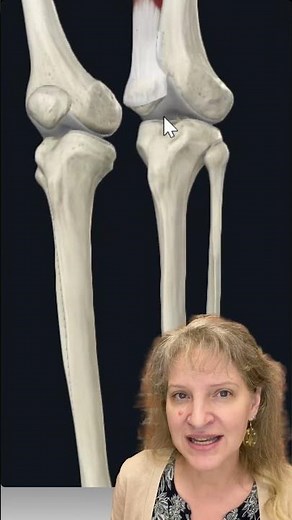 Rectus Femoris Explained | Origin, Insertion, Actions + MBLEx Tip