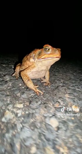 Dance Battle Memes: Who Won the Dance Battle