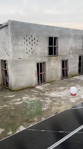 217K views · 7.2K reactions | Chicks Baby So Cute #aseellovers #chicken #poultryfarming #whotofollow #whattowatch | Pyaara Pakistan | Facebook