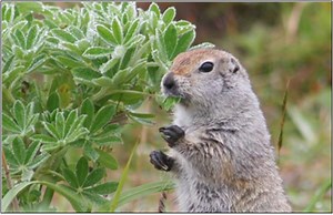 Species Spotlight: Arctic Ground Squirrel — Alaska Wildlife Alliance (AWA)