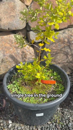 Don’t Plant Truffles Until This Passes