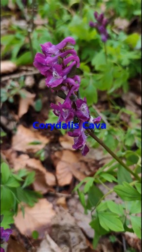 Wild Plants 🌱 Corydalis Cava / Ornamental Plant #nature