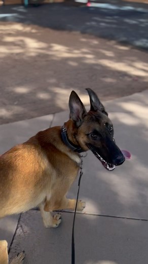 He’s a happy slobber monster 😂 #maligator #moose #malinois #dutchshepherd #playground #park #confidence #confidenceboost #happyguy #happydog #giant #bridge #motivated #slobber #slobbermonster #bigdog #puppy #xl #sting | that.shepherd.girl