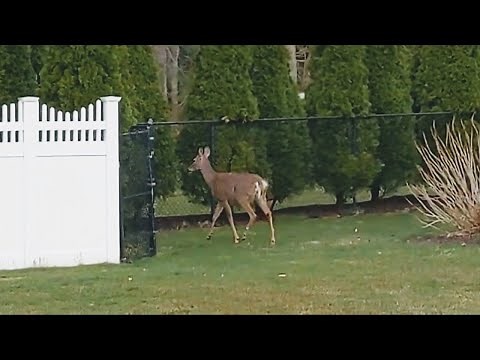 Deer Jumps Over 6 Foot Fence Like Nothing | Slow Motion|