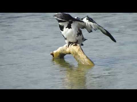 ​Beautiful Pied Kingfisher Spotted in Bundala #kingfisher #birds #birdwatching #birdlovers #srilanka